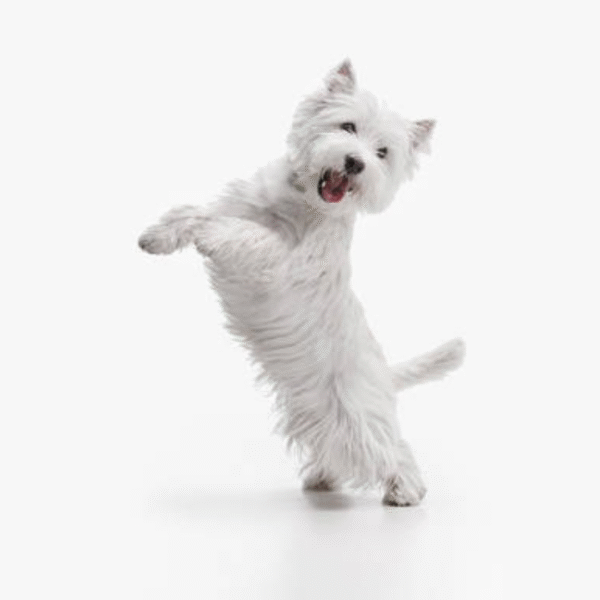 107 Perro West Highland White Terrier