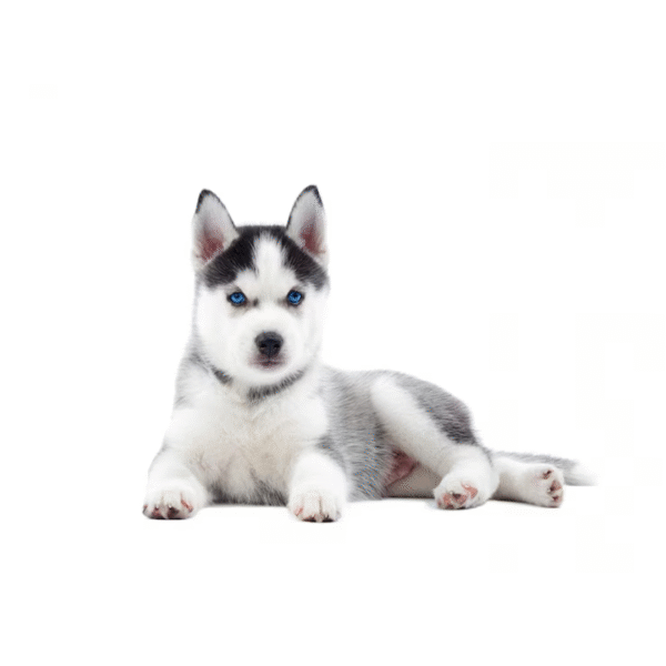 113 Perro Husky Siberiano