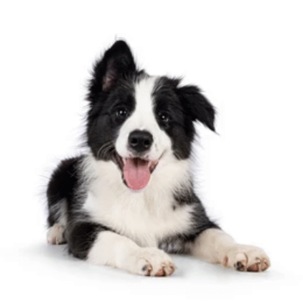 115 Perro Border Collie