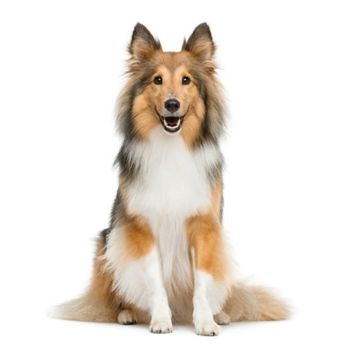 Perro Pastor Collie