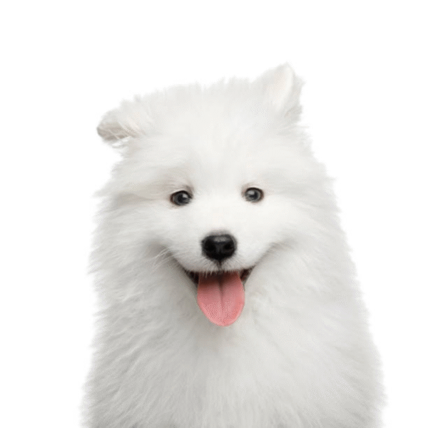 120 Perro Samoyedo