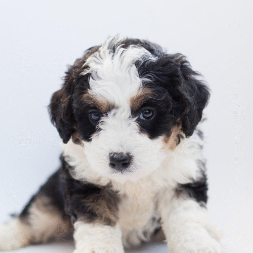 Perro Bernedoodle