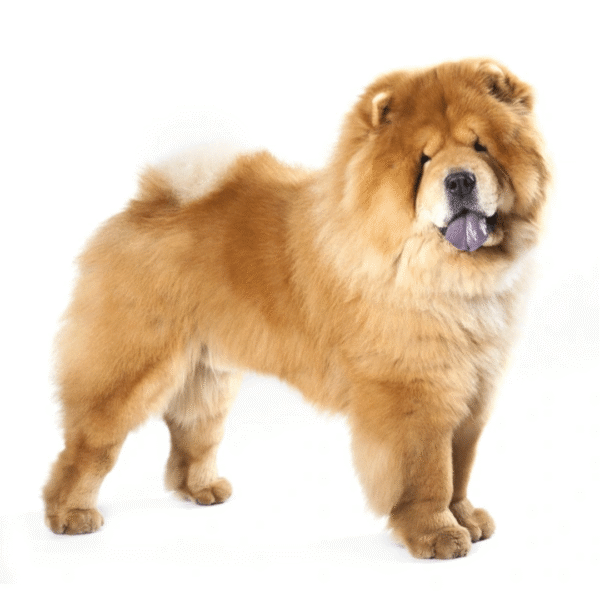 145 Perro Chow Chow