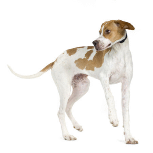 Perro Pointer Inglés