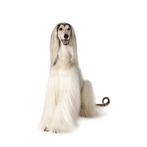 Perro Galgo Afgano