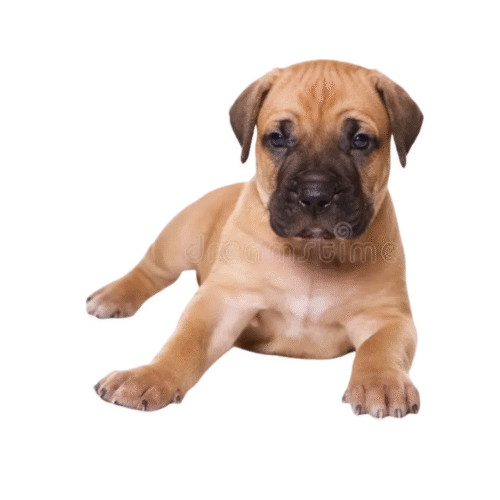Perro Presa Canario