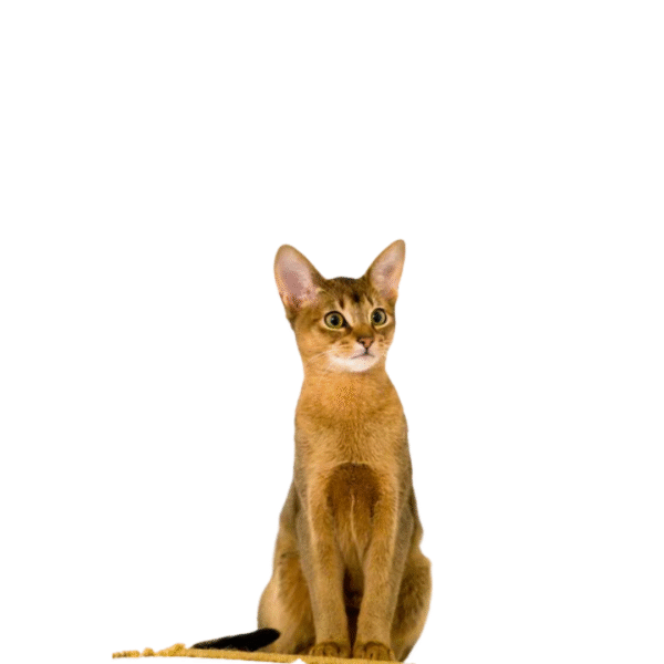 24 Gato Abisinio (Abyssinian)