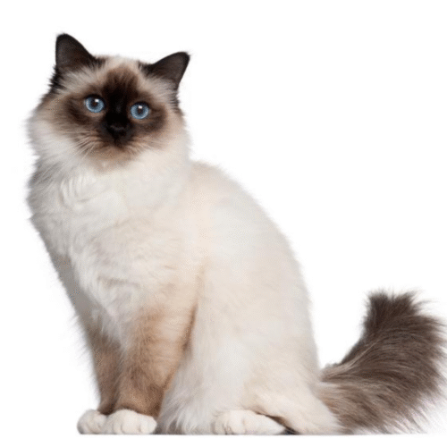 Gato Birmano precio en Colombia