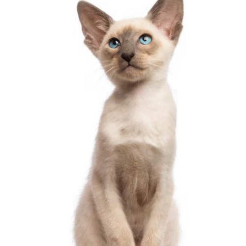 Gato Oriental Precio En Colombia