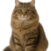 Gato Siberiano