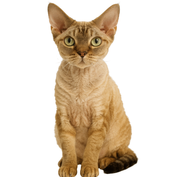 55 Gato Devon Rex