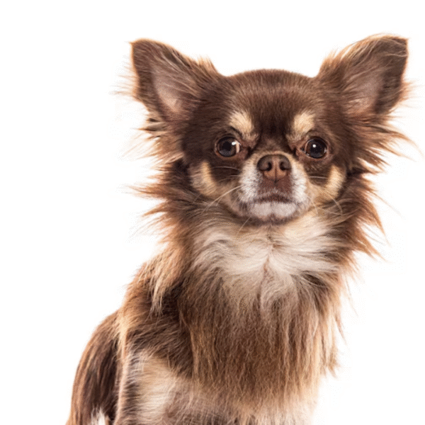 69 Perro Chihuahua pelo largo
