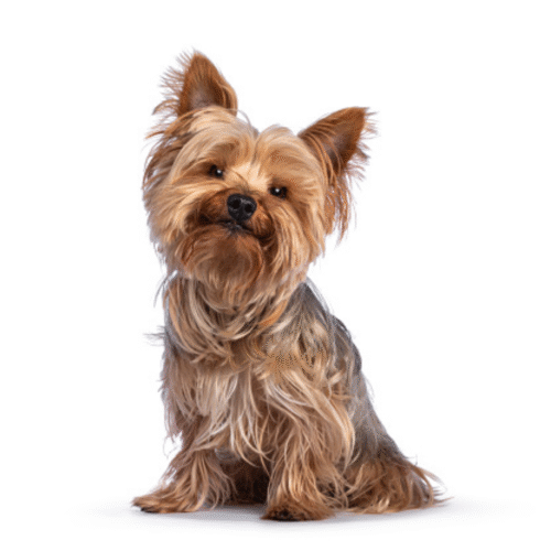 Perro Yorkshire terrier