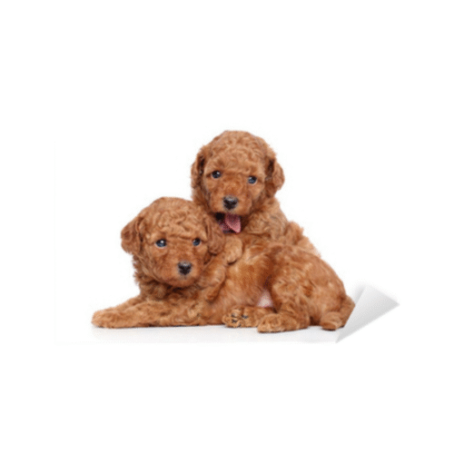 Perro Caniche Toy