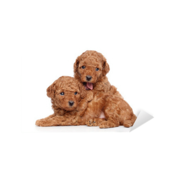 75 Perro Caniche Toy