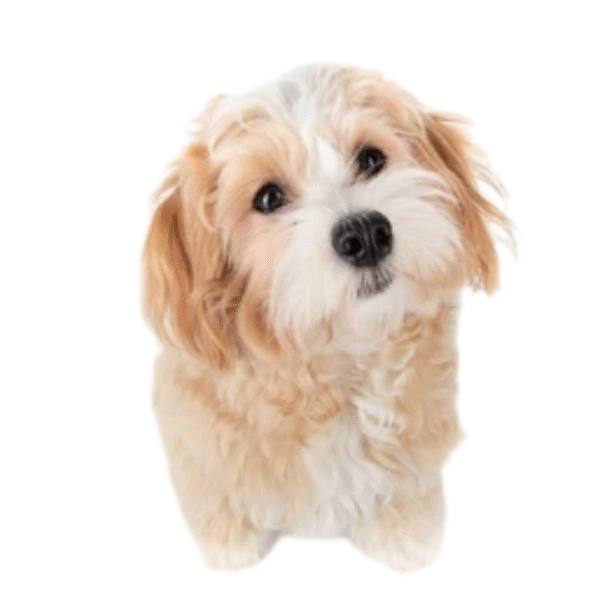 76 Perro Maltipoo