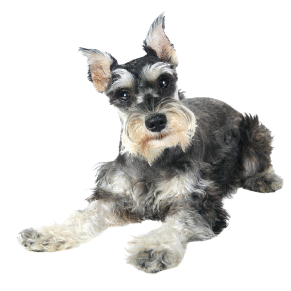 86 Perro Schnauzer Miniatura