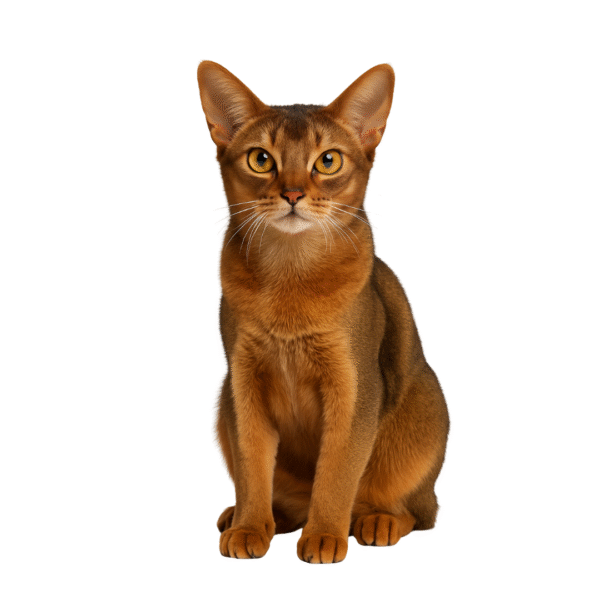 _Abyssinian Gato Abisinio (Abyssinian)