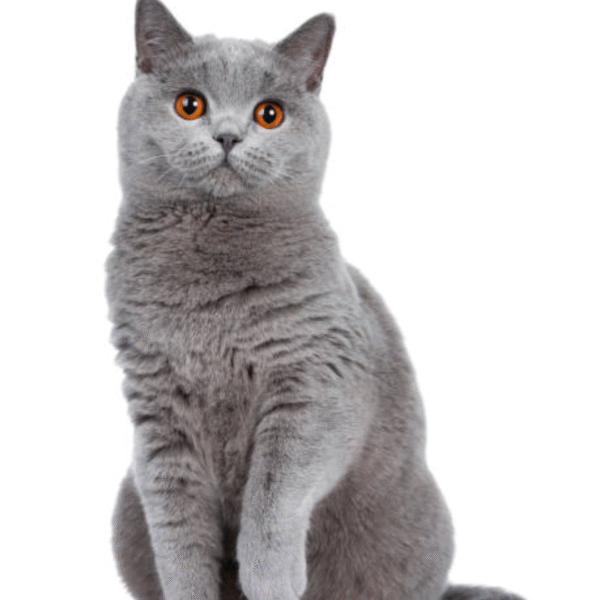 British Shorthair Gato British Shorthair