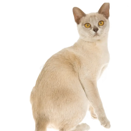 Gato Burmese (Burmés)