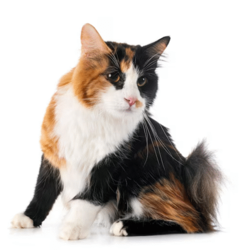 Gato Kurilian Bobtail