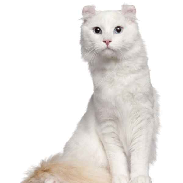 american curl Gato American Curl