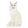 Gato Angora Precio En Colombia