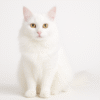 Gato Angora Precio En Colombia