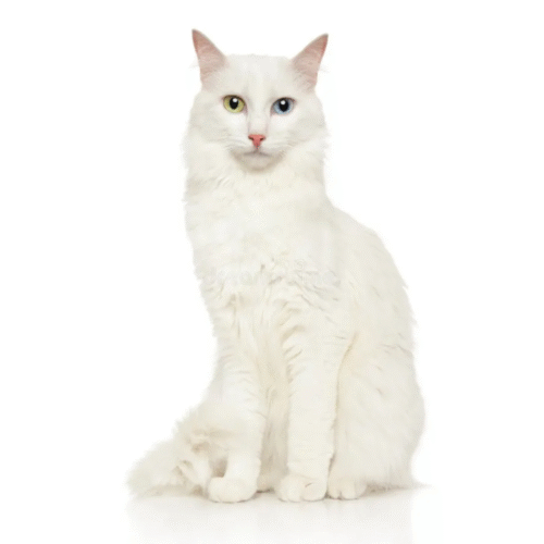 Gato Angora Precio En Colombia