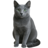 Gato azul Precio En Colombia