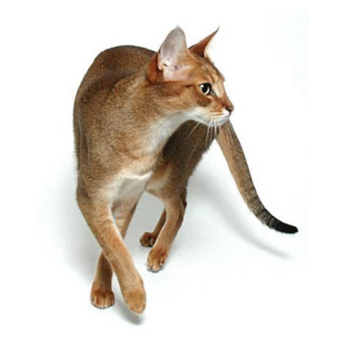 Gato Chausie Precio En Colombia