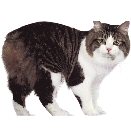 Gato Cymric Precio En Colombia