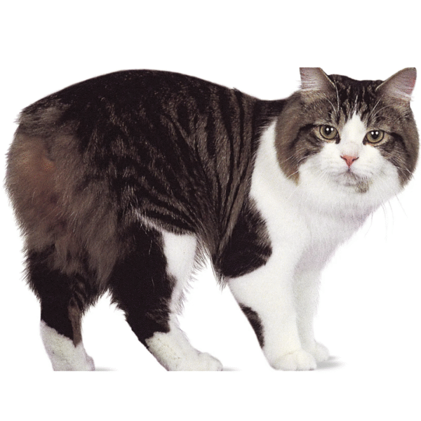 cymric Gato Cymric Precio En Colombia