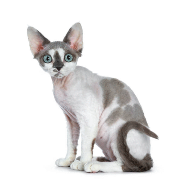 devon rex Gato Devon Rex