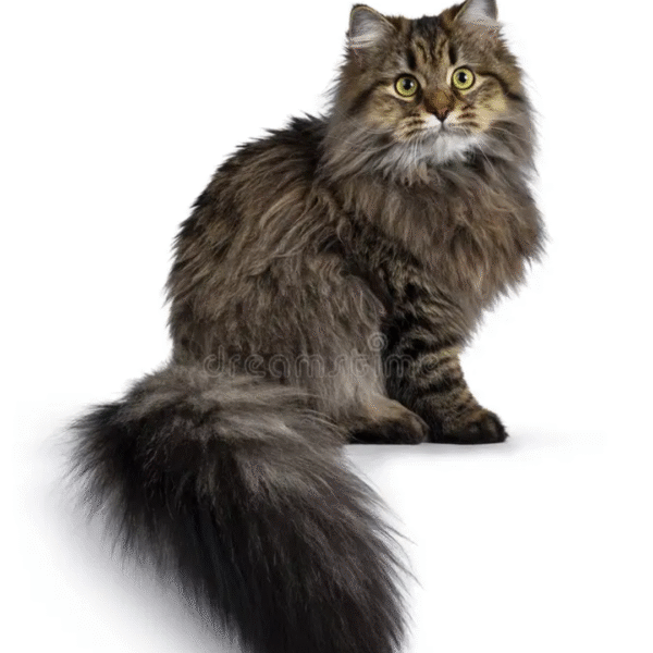 gato siberiano Gato Siberiano