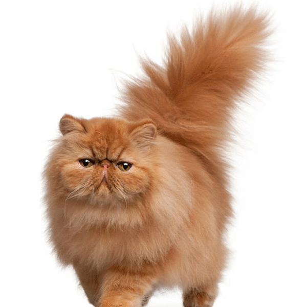 persa Gato Persa Precio En Colombia