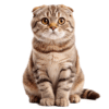 Gato Scottish Fold