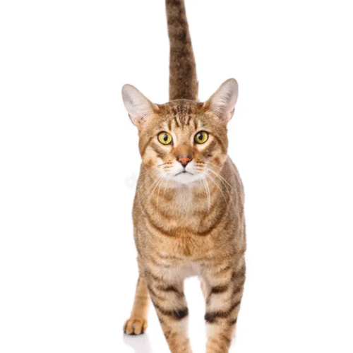Gato Serengeti