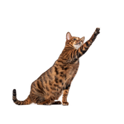 Gato Toyger Precio En Colombia