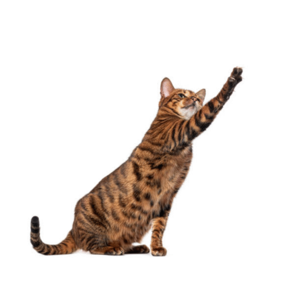 toyger Gato Toyger Precio En Colombia