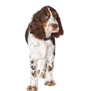 Perro Springer Spaniel