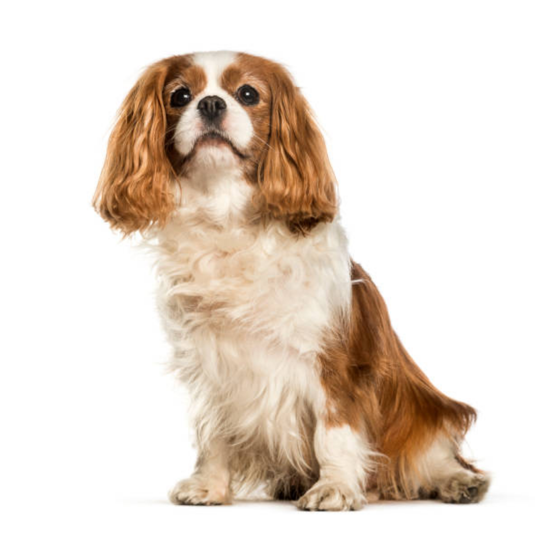 Cavalier King Charles Spaniel