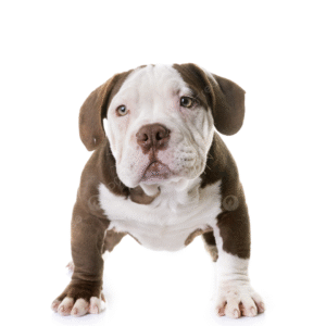 Perro American Bully