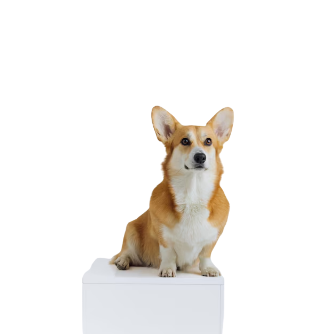 Perro Corgi