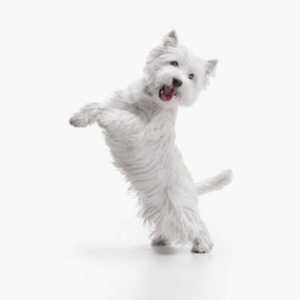 Perro West Highland White Terrier