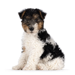 Perro Fox terrier Pelo De Alambre