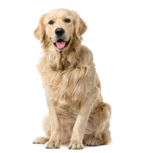 Perro Golden Retriever
