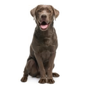 Perro Labrador Retriever