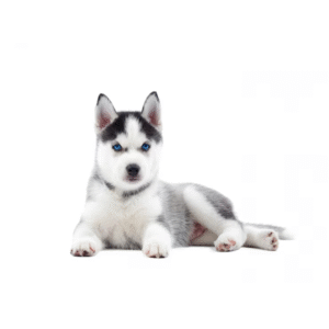 Perro Husky Siberiano