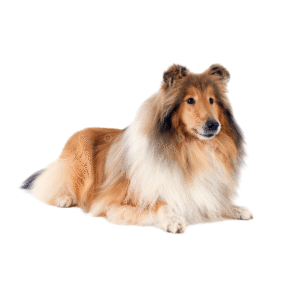 Perro Rough Collie